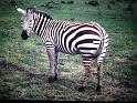 Afrc 00 097 Zebra